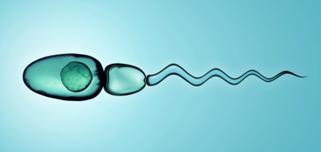 Surgical Sperm Retrieval services