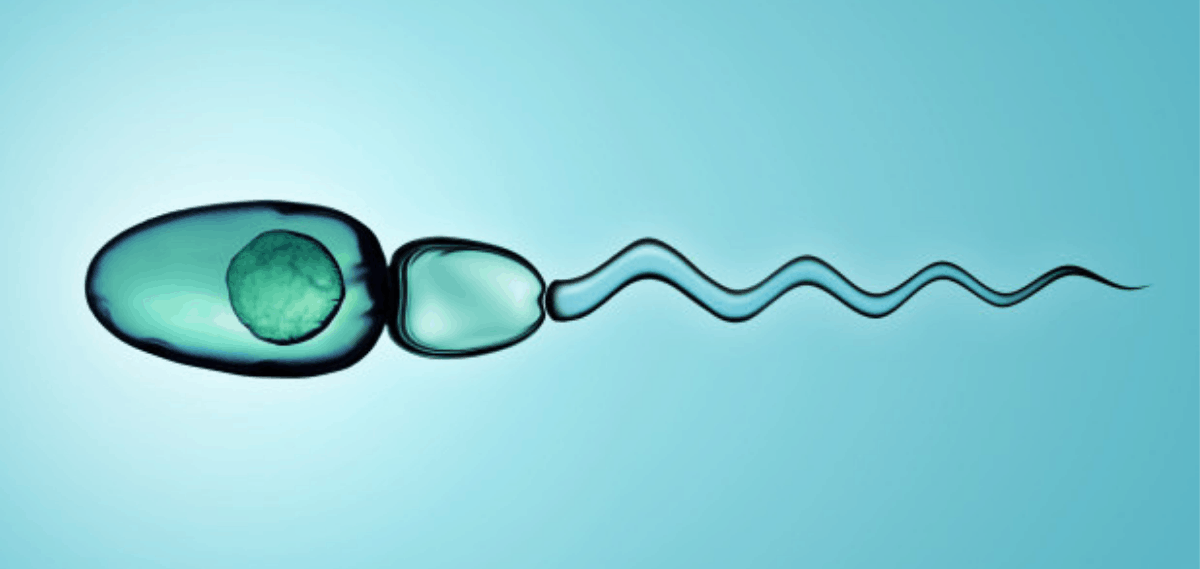 Surgical Sperm Retrieval services