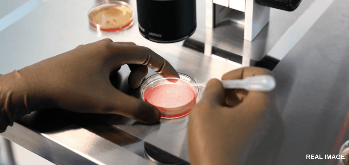 ivf embryo trasfer services